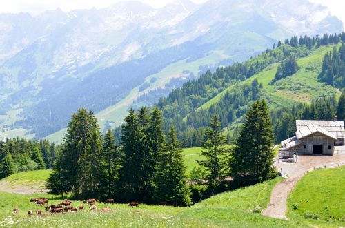 Reblochon fermier versus laitier - Direction la Savoie pour en savoir plus !