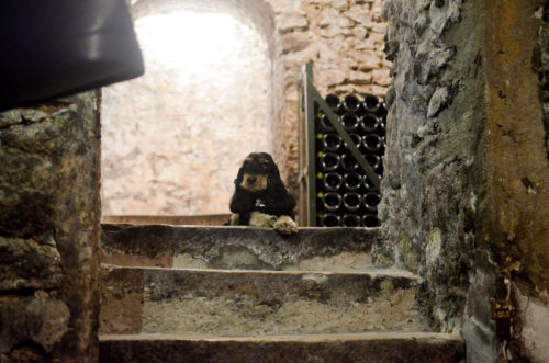 Balade en champagne à la découverte de Franck Bonville