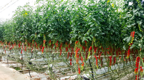 Culture de tomates cerises