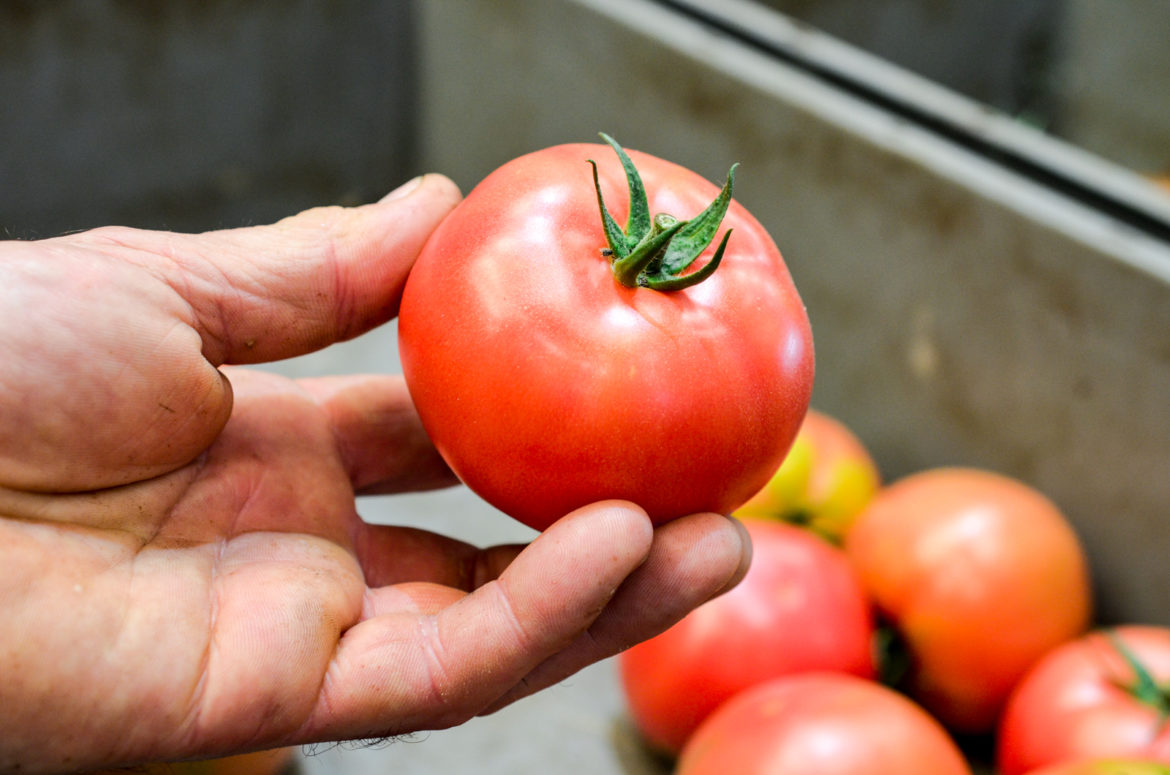 Prince Bretagne Tomates 29