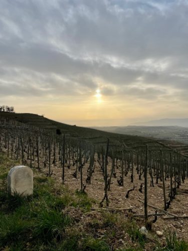 Vignes Paul Jaboulet